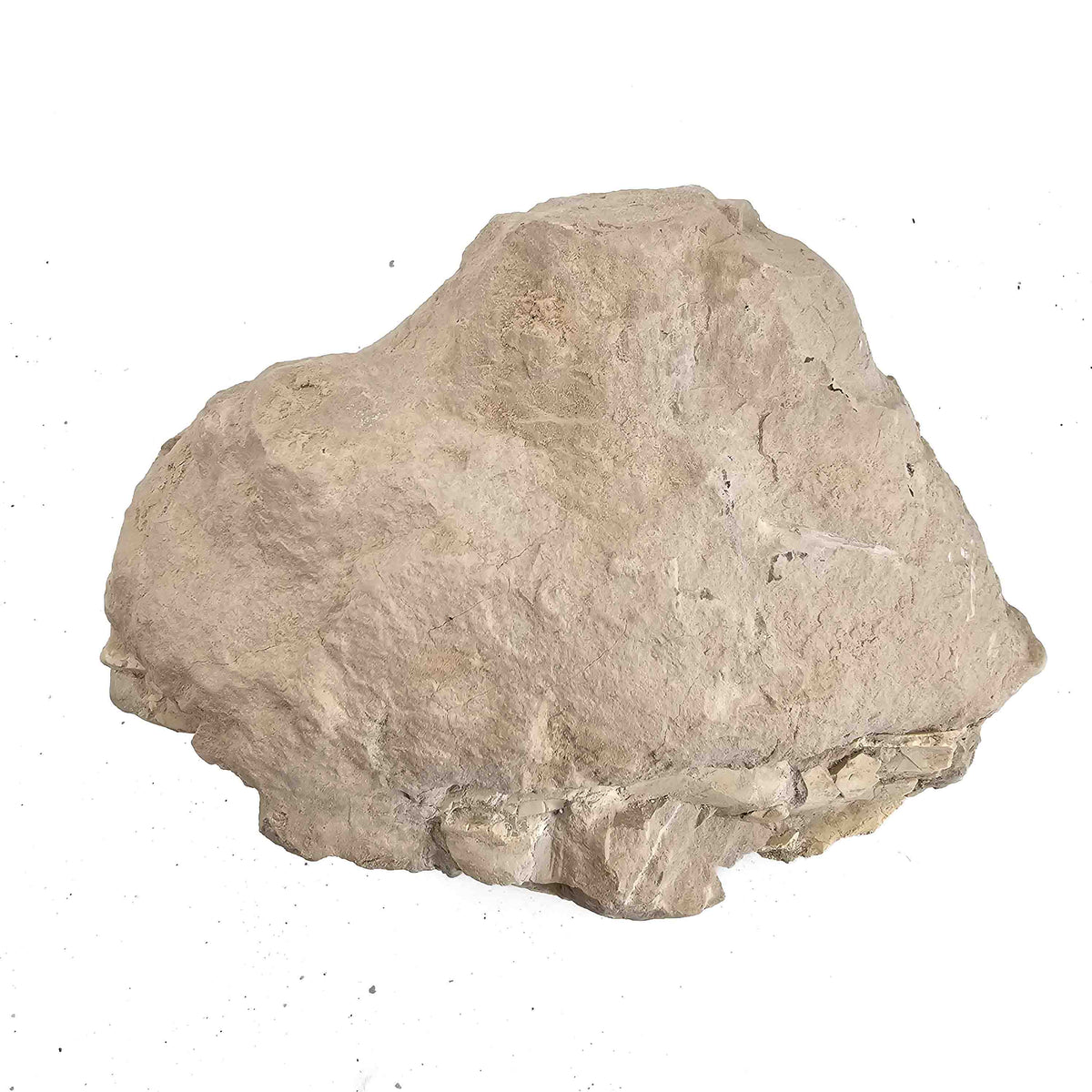 Oreodont M. Culbertsoni Skull (unworked) fossil specimen, Brule Formation, Early Oligocene.