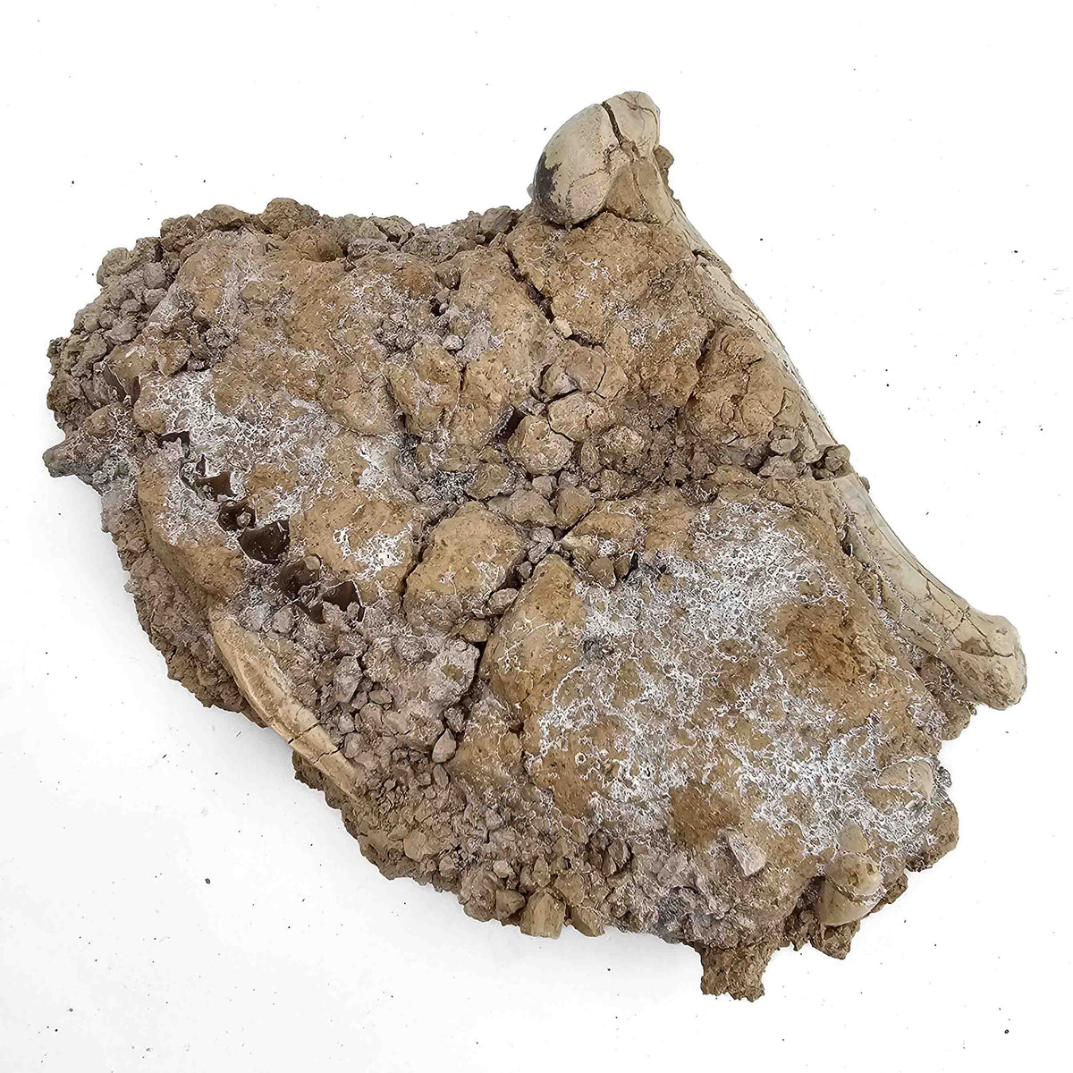 Oreodont M. Culbertsoni Bone (unworked) fossil specimen, Brule Formation, Early Oligocene.