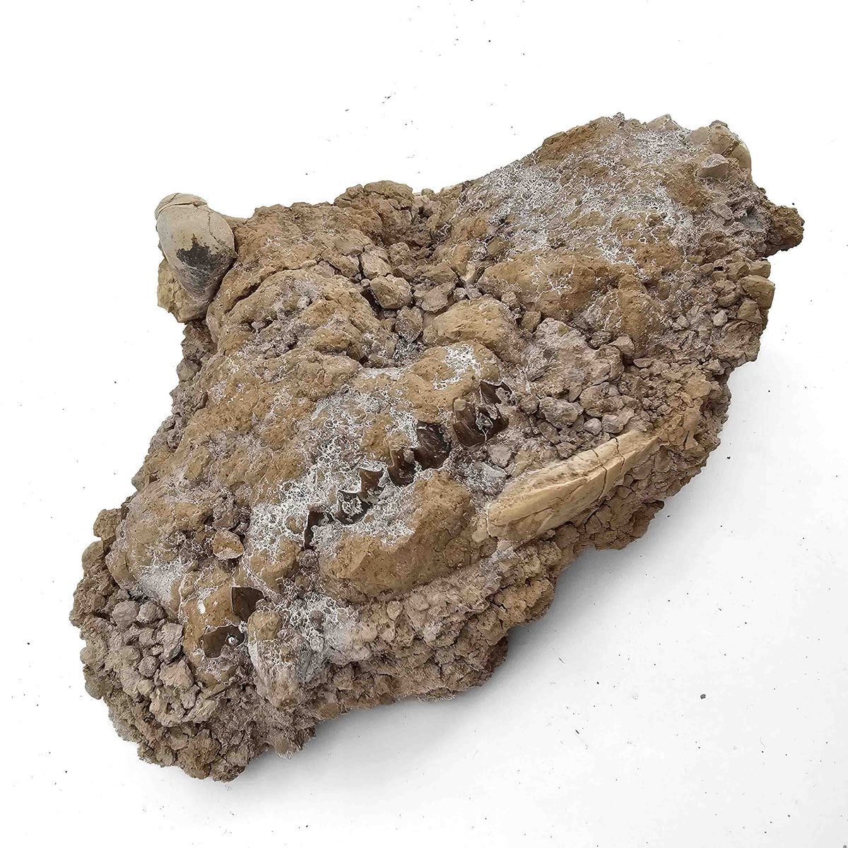 Oreodont M. Culbertsoni Bone (unworked) fossil specimen, Brule Formation, Early Oligocene.