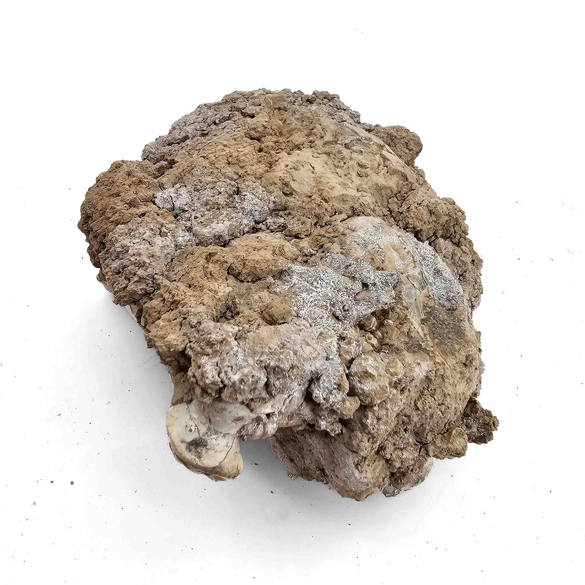 Oreodont M. Culbertsoni Bone (unworked) fossil specimen, Brule Formation, Early Oligocene.