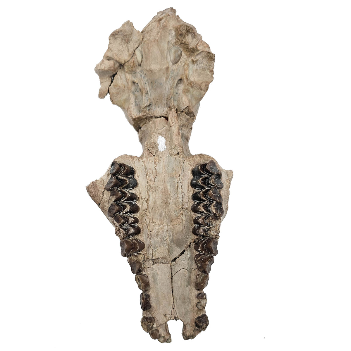 Oreodont Skull fossil specimen from White River Badlands, South Dakota, USA, Brule Formation, Early Oligocene.