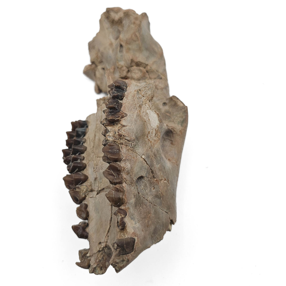 Oreodont Skull fossil specimen from White River Badlands, South Dakota, USA, Brule Formation, Early Oligocene.