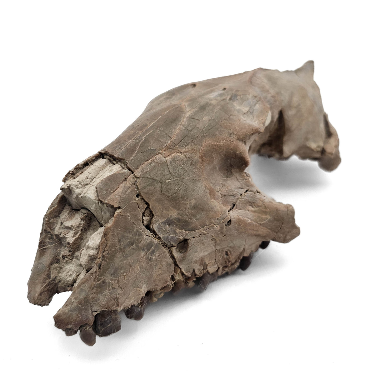 Oreodont Skull fossil specimen from White River Badlands, South Dakota, USA, Brule Formation, Early Oligocene.