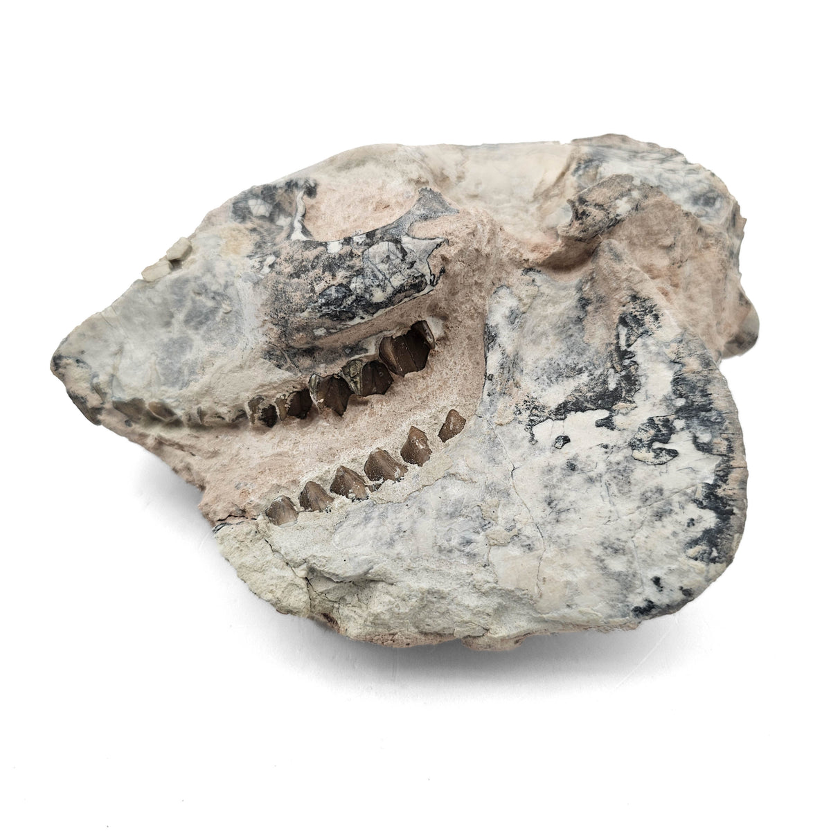 Oreodont Skull fossil specimen from White River Badlands, South Dakota, USA, Brule Formation, Early Oligocene.