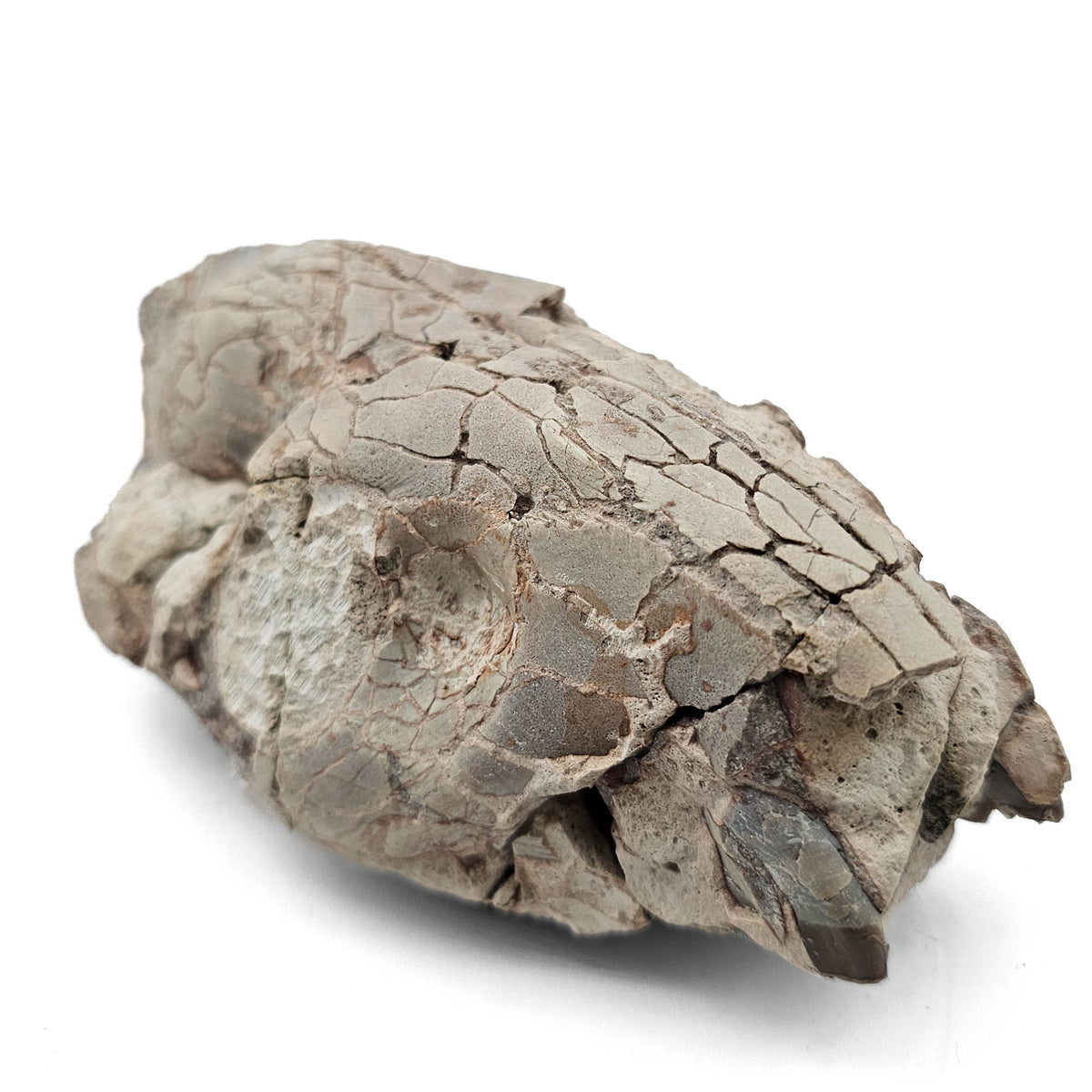Oreodont Skull fossil specimen from White River Badlands, South Dakota, USA, Brule Formation, Early Oligocene.