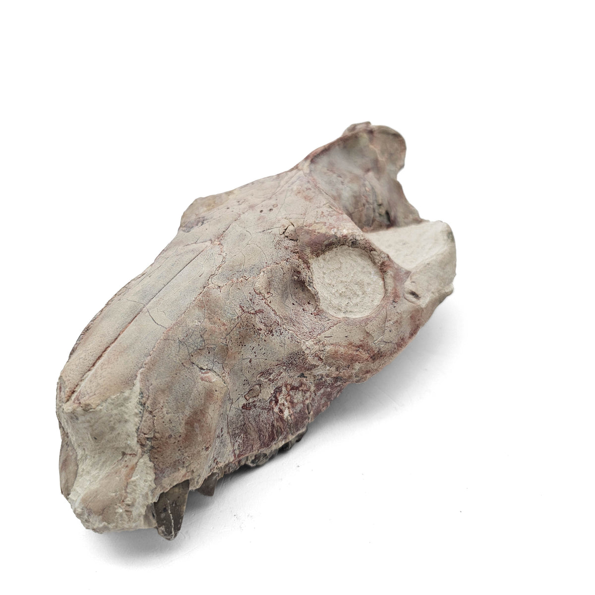Oreodont Skull fossil specimen from White River Badlands, South Dakota, USA, Brule Formation, Early Oligocene.