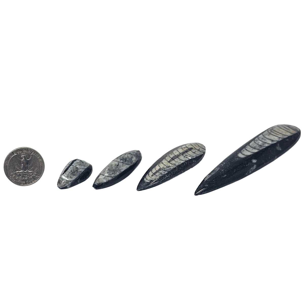 Orthoceras (Single) - Fossil - Morocco - Paleozoic and Triassic