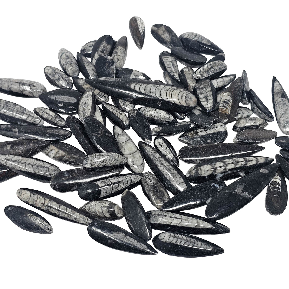 Orthoceras (Single) - Fossil - Morocco - Paleozoic and Triassic