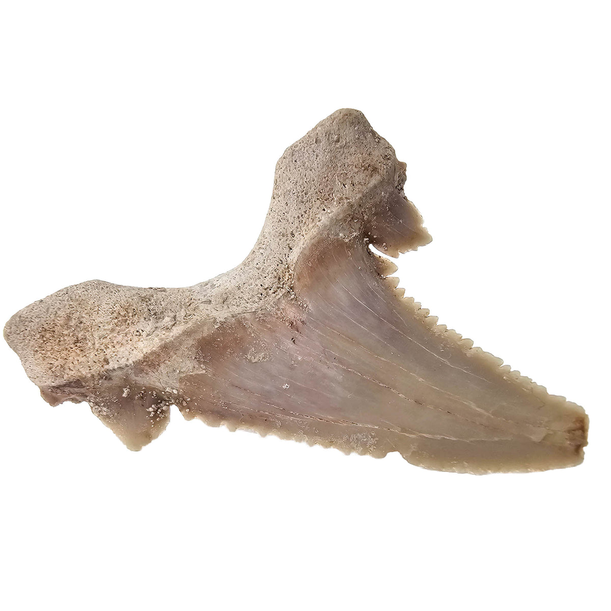 Otodus Shark Tooth - Serrated - Fossil - Morocco