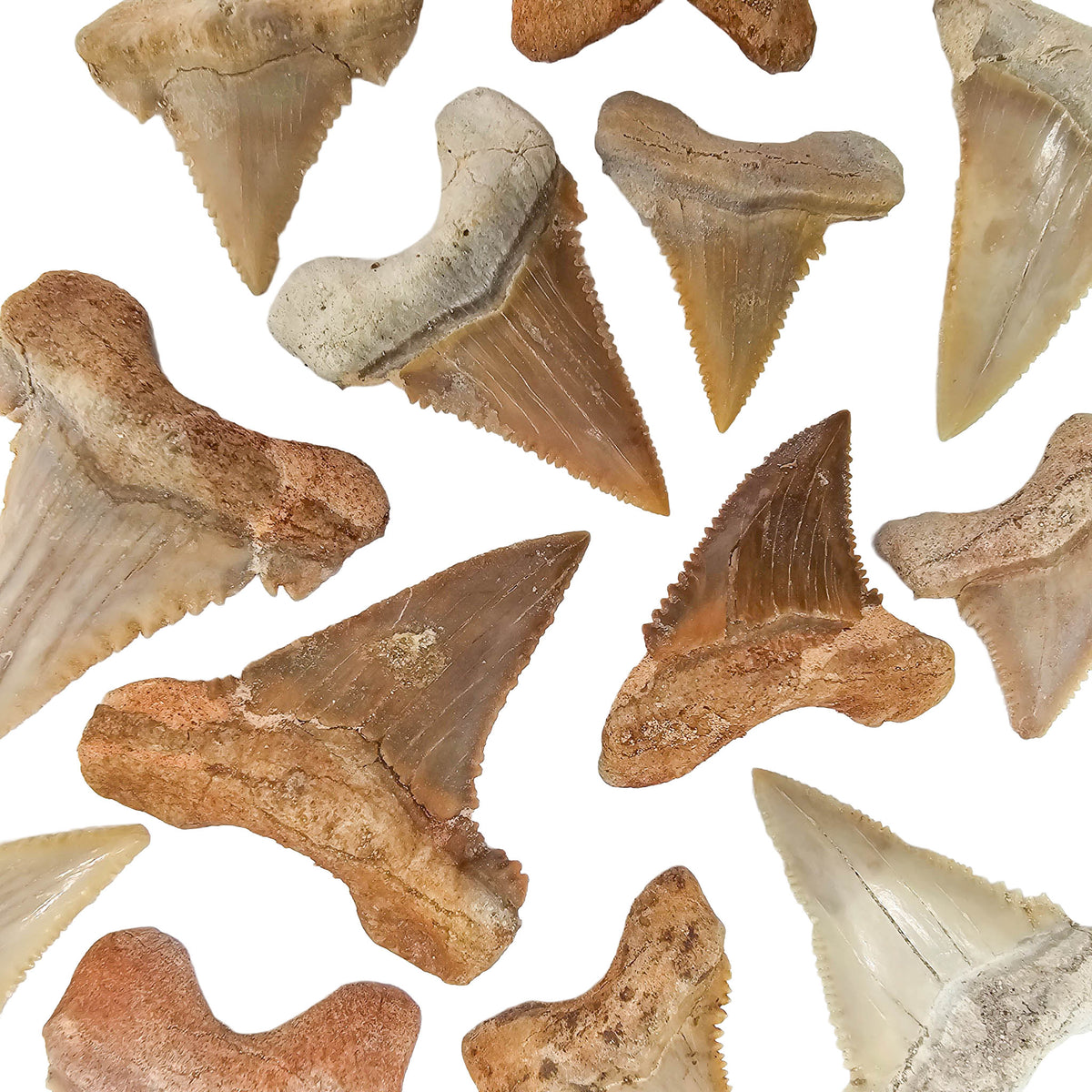 Otodus Shark Tooth - Serrated - Fossil - Morocco