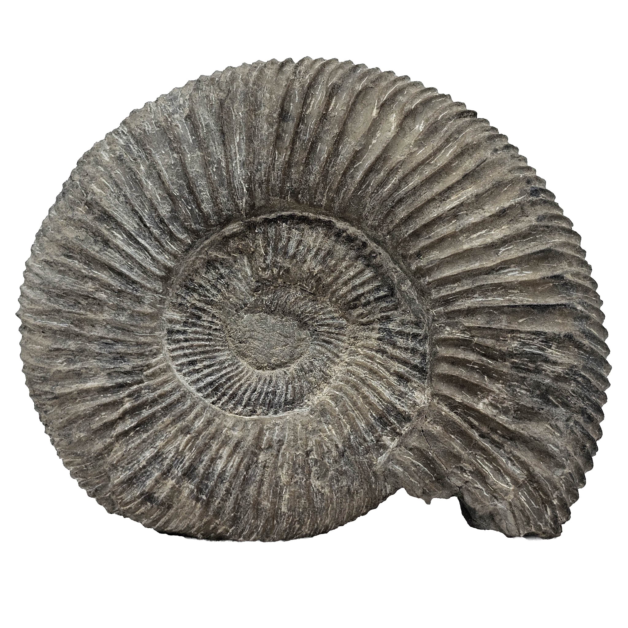 Perisphinctes Ammonite - Fossil