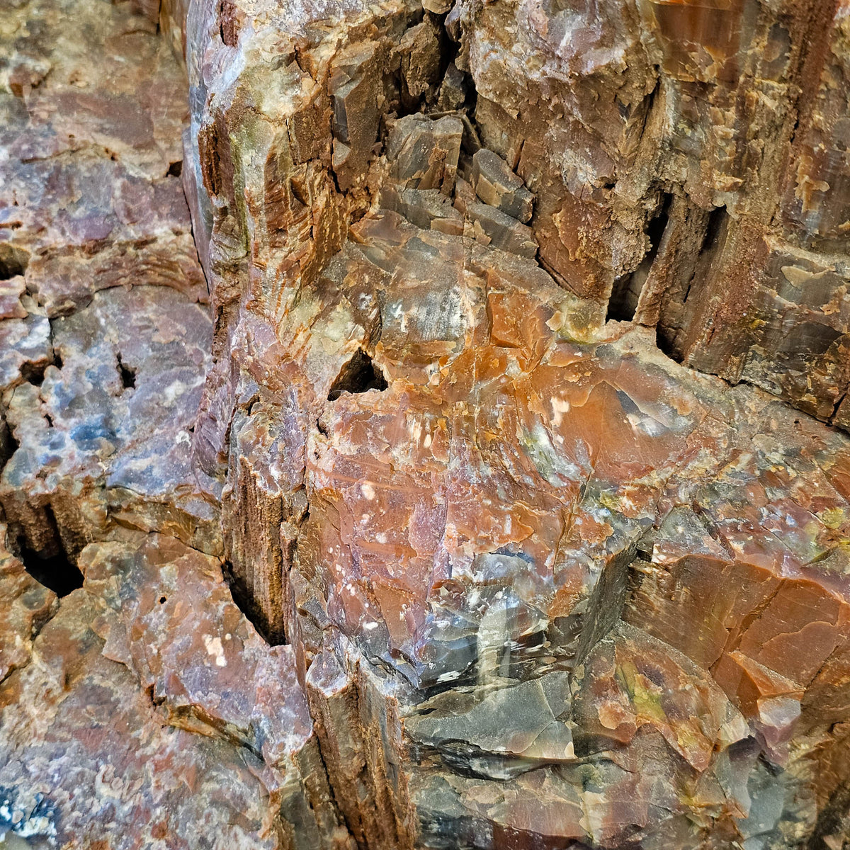 Petrified Wood fossil statement specimen from Petrified Forest, Arizona, USA, Chinle Formation, Late Triassic.