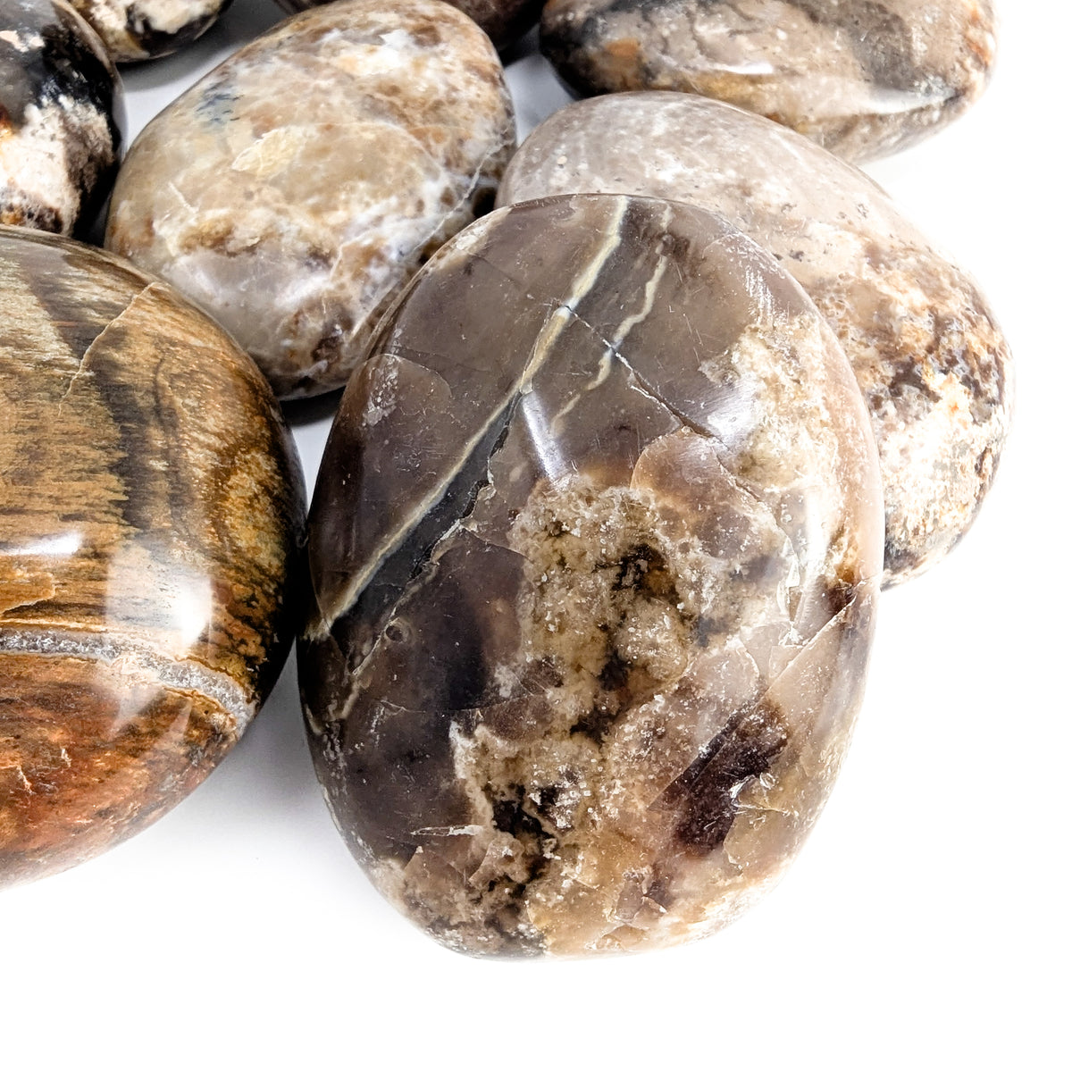 Petrified Wood palm stone fossil from Madagascar.