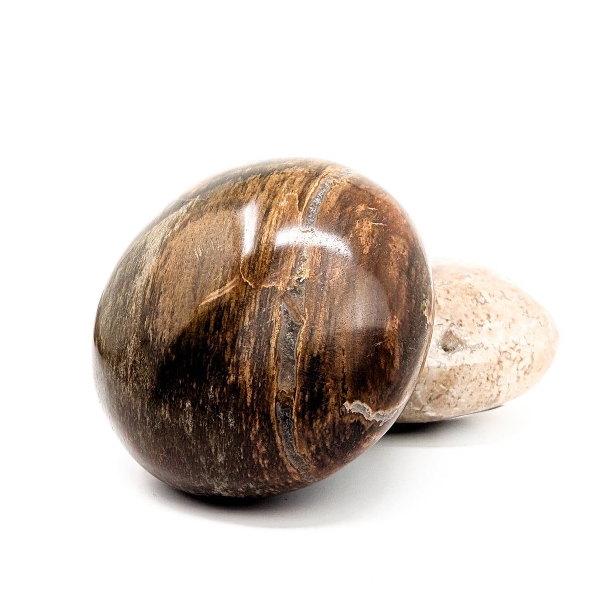 Petrified Wood palm stone fossil from Madagascar.