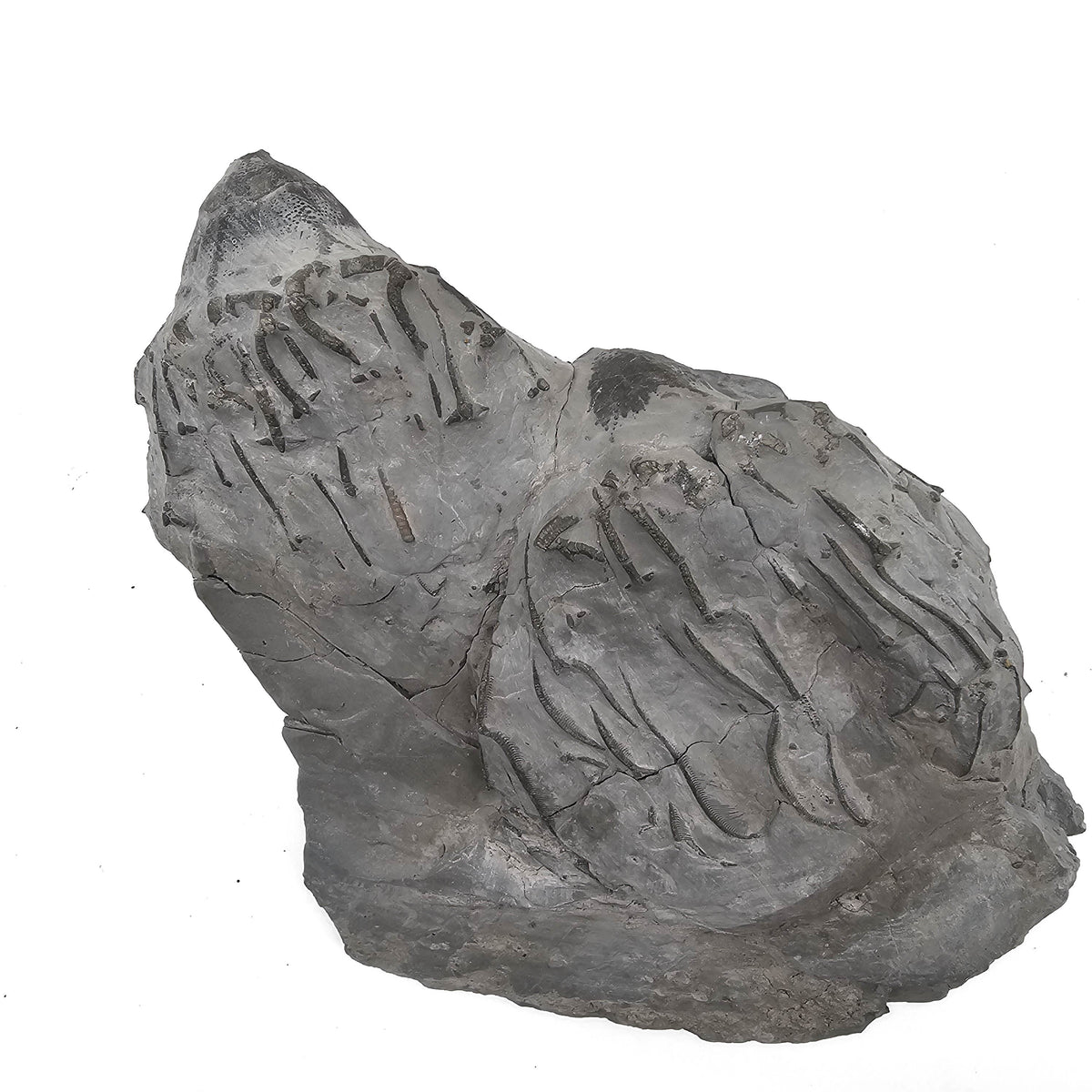 Pyritized Crinoid Crown fossil specimen from Silica Shale, Sylvania area, Lucas County, Ohio, USA, Middle Devonian.