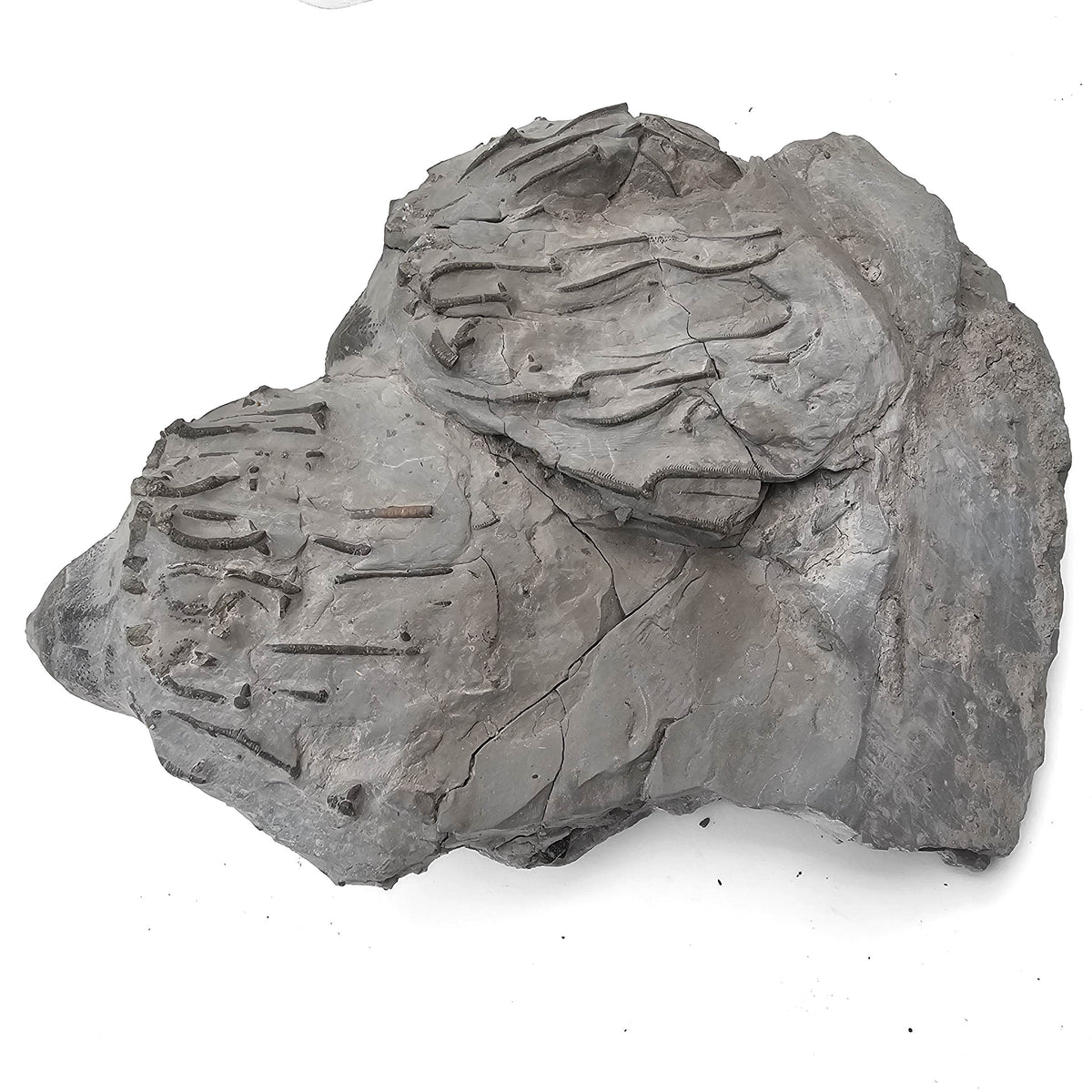 Pyritized Crinoid Crown fossil specimen from Silica Shale, Sylvania area, Lucas County, Ohio, USA, Middle Devonian.
