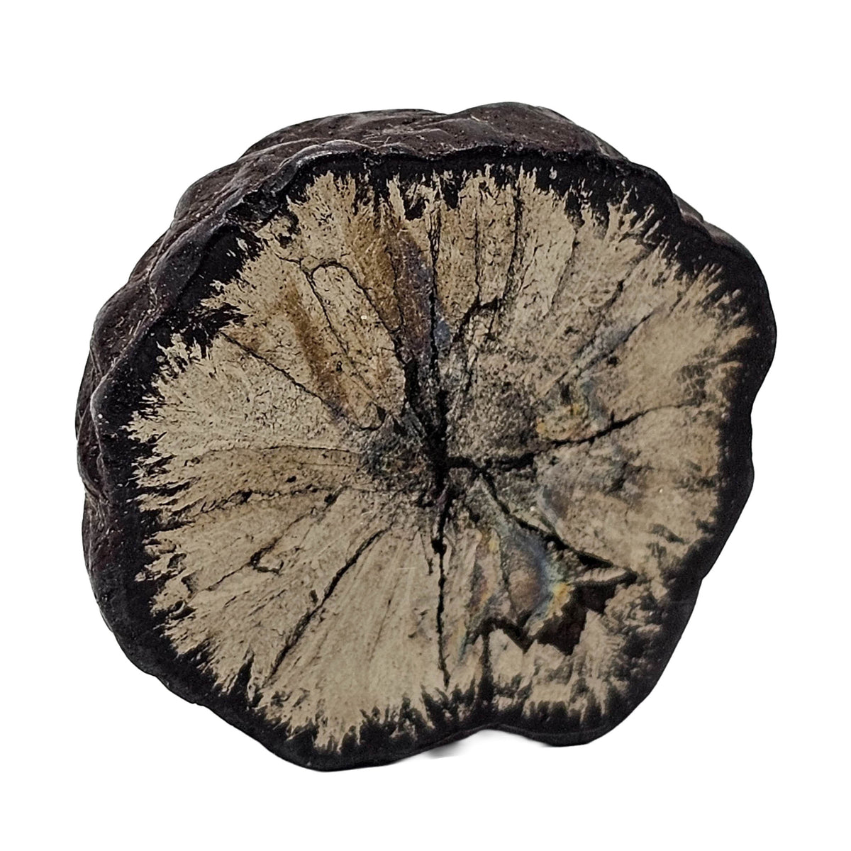 Pyrite and limonite slice from Inner Mongolia – single slice, close view