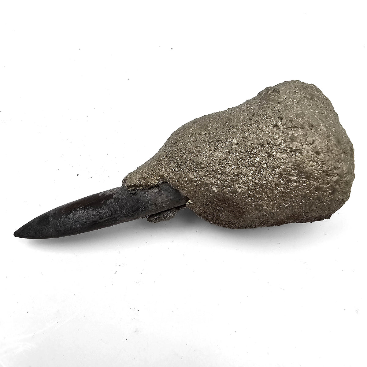 Pyritized Belemnite fossil specimen from the Lena-Anabar Basin, Djeganas, Russia.