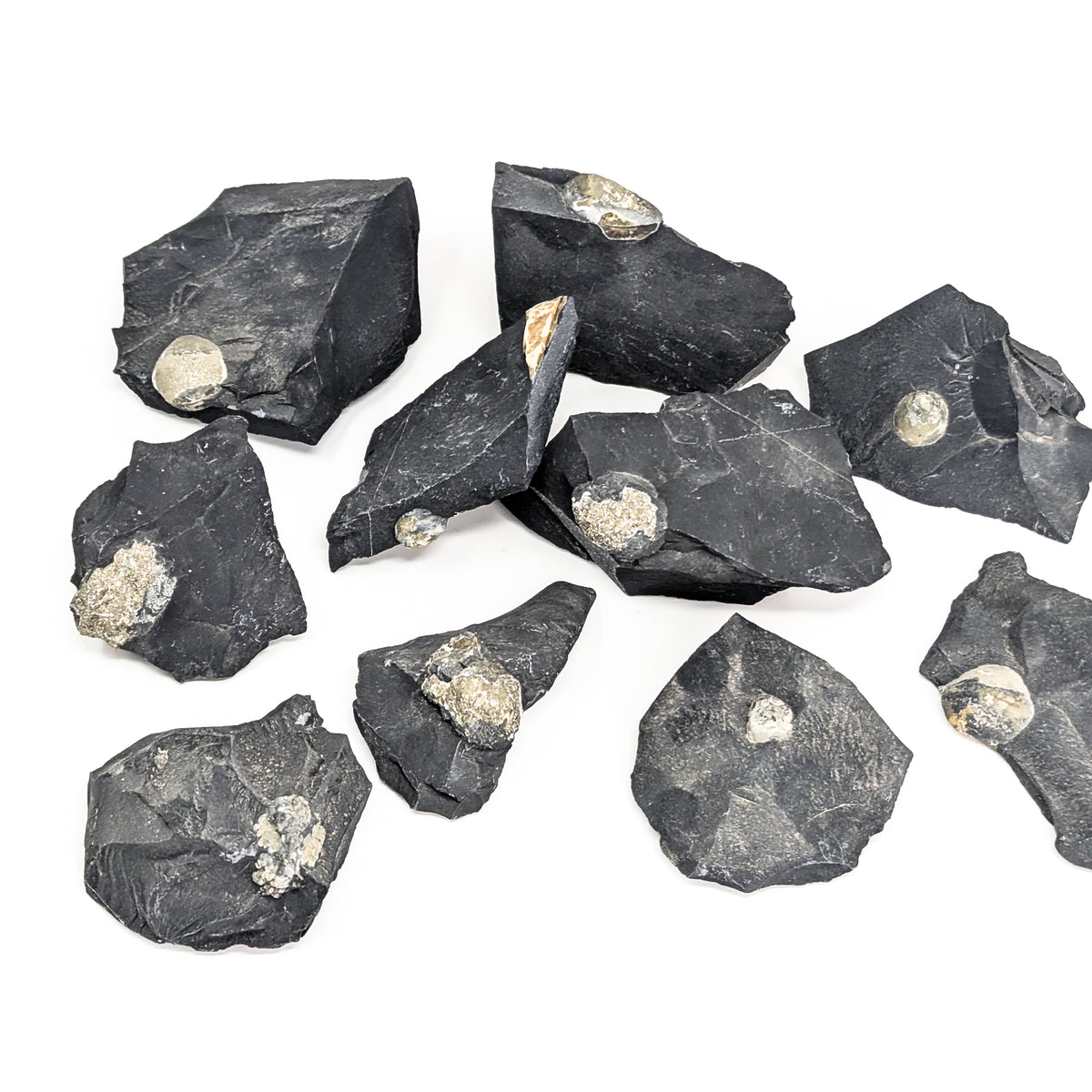 Pyritized Brachiopod fossil from Morocco.
