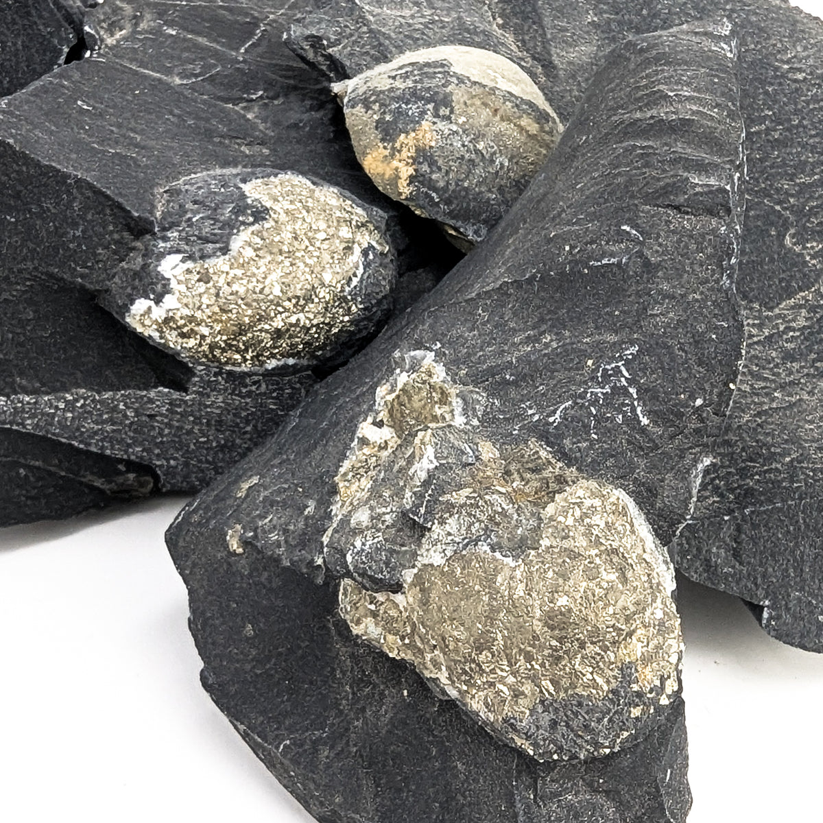 Pyritized Brachiopod fossil from Morocco.