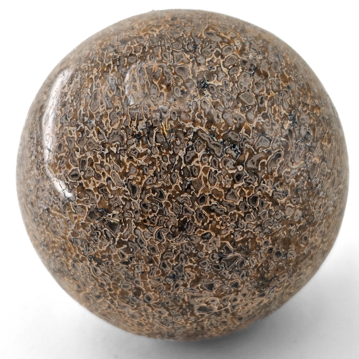 Sauropod Hip Bone Sphere fossil specimen, Maevarano Formation, Maastrichtian.