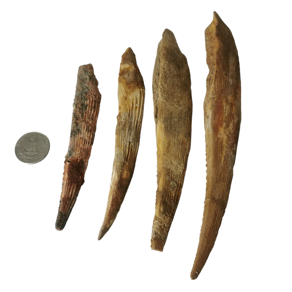 Sawfish Spine fossil.