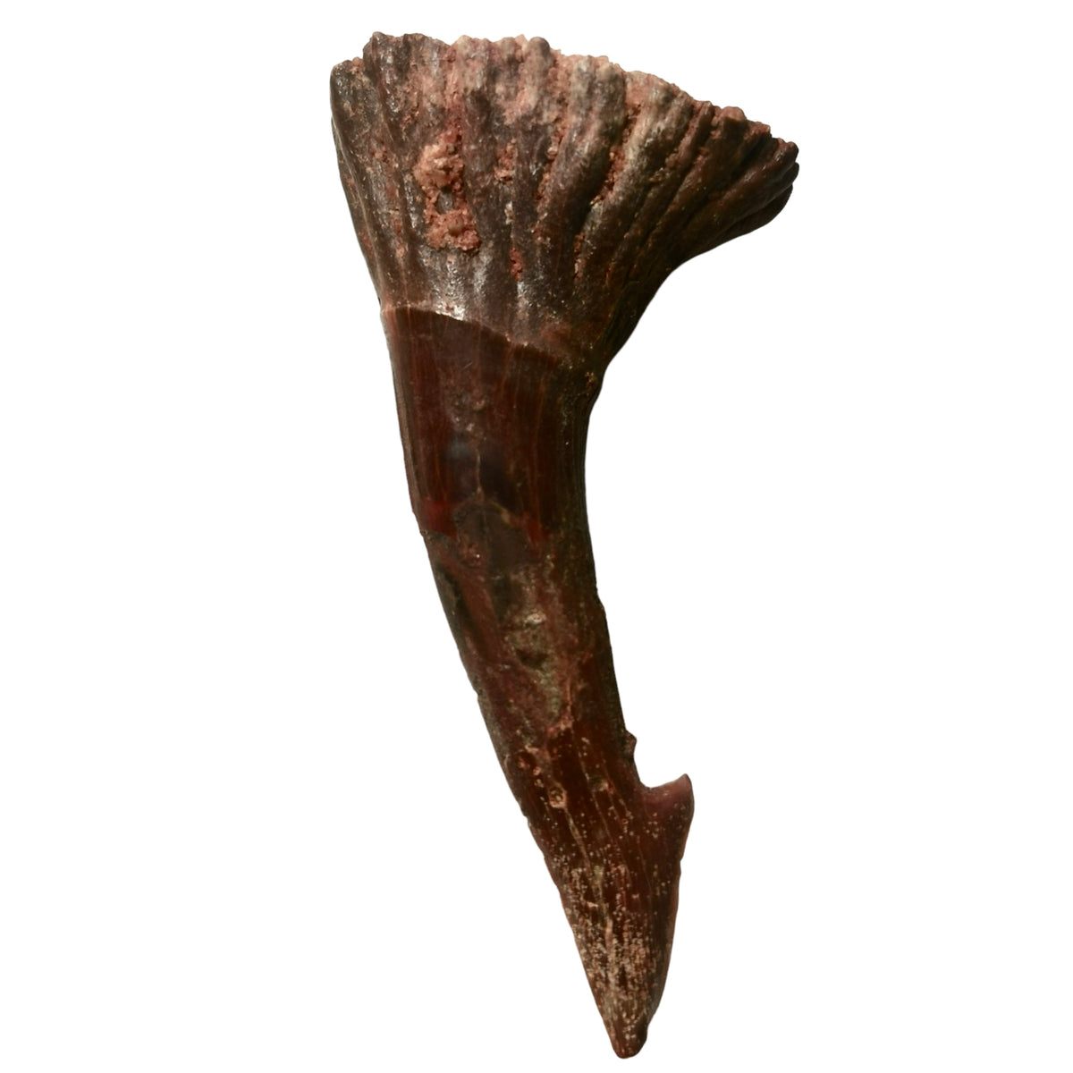 Onchopristis tooth fossil from the Kem Kem Group, Morocco.