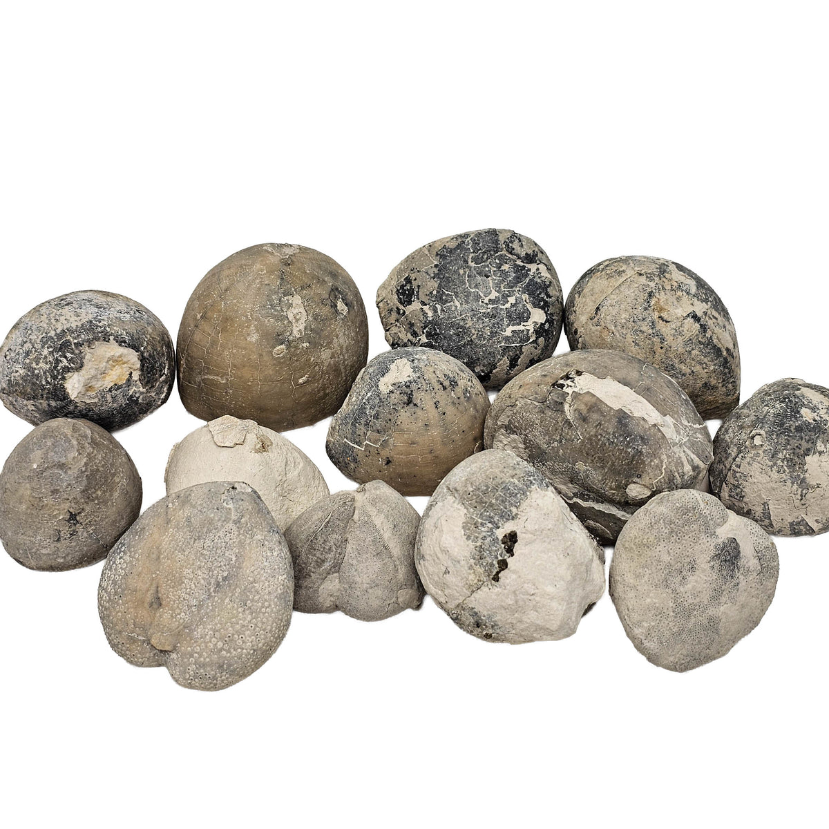 Sea Urchin pyritized fossil.