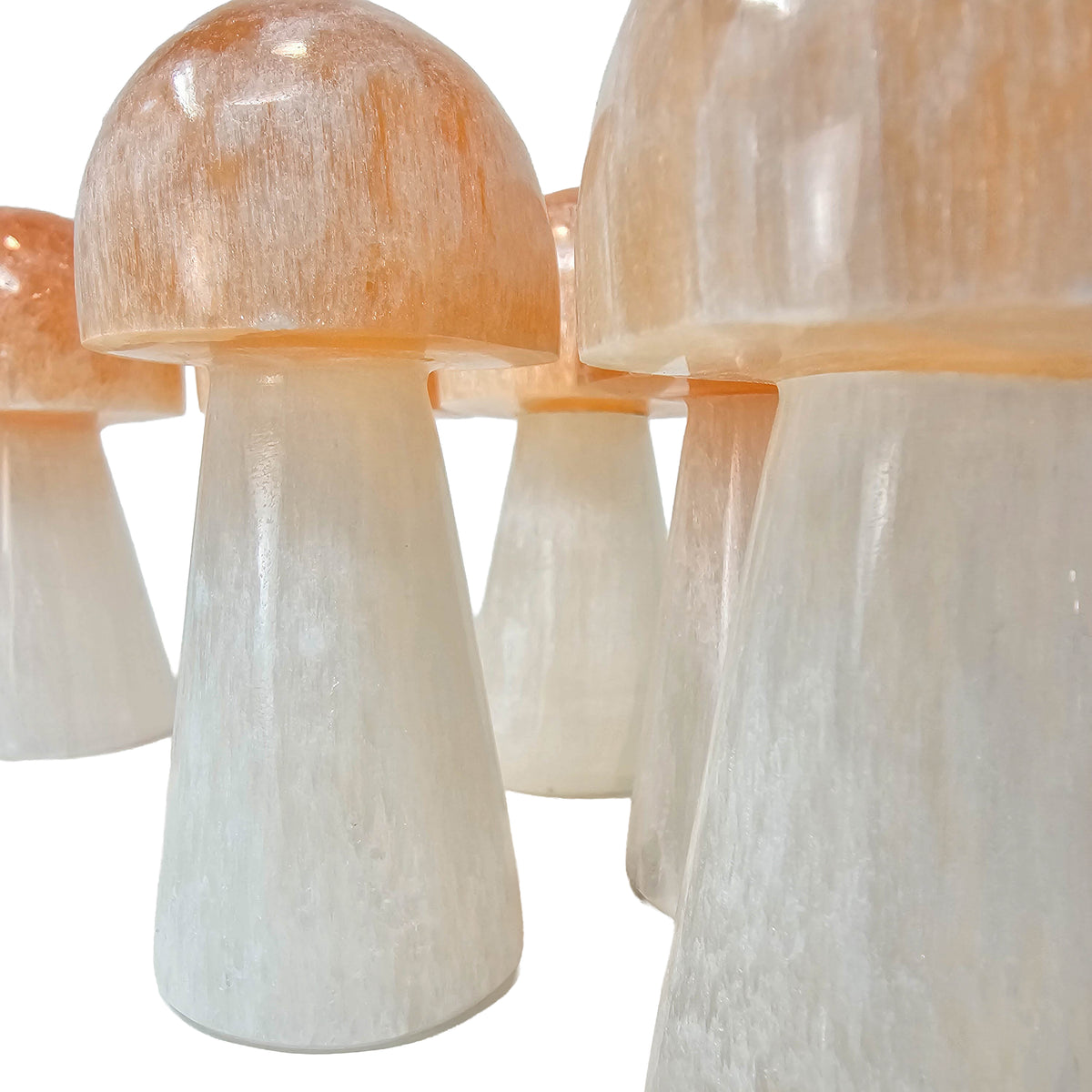 Selenite mushroom, a variety of gypsum, from Morocco.