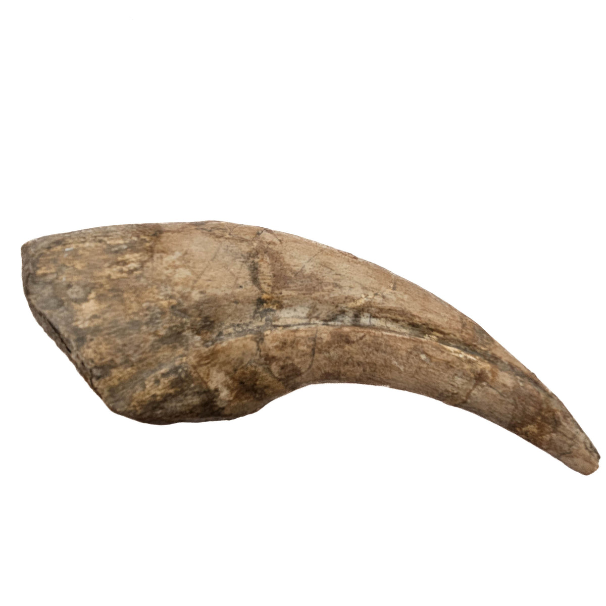 Spinosaurus Claw fossil specimen.