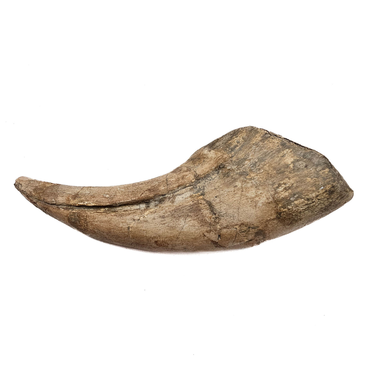 Spinosaurus Claw fossil specimen.