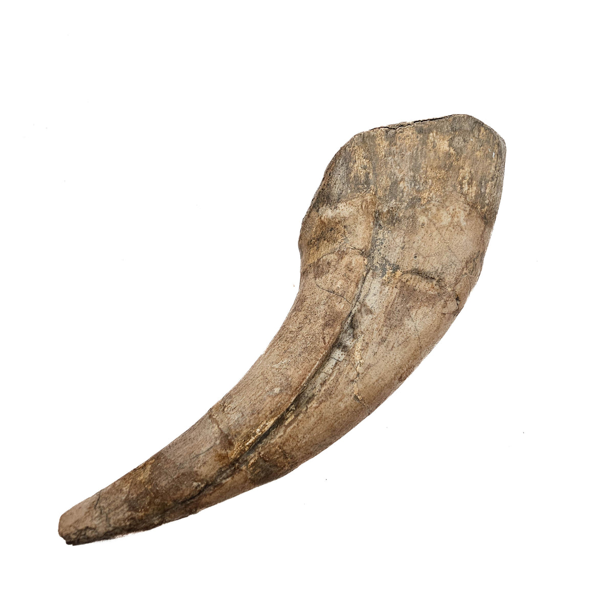Spinosaurus Claw fossil specimen.