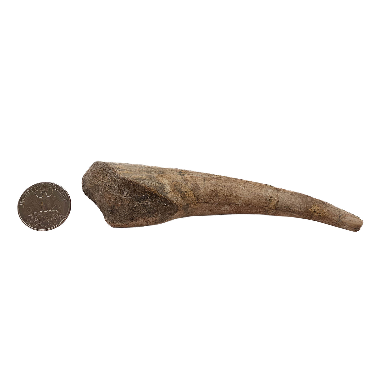 Spinosaurus Claw fossil specimen.
