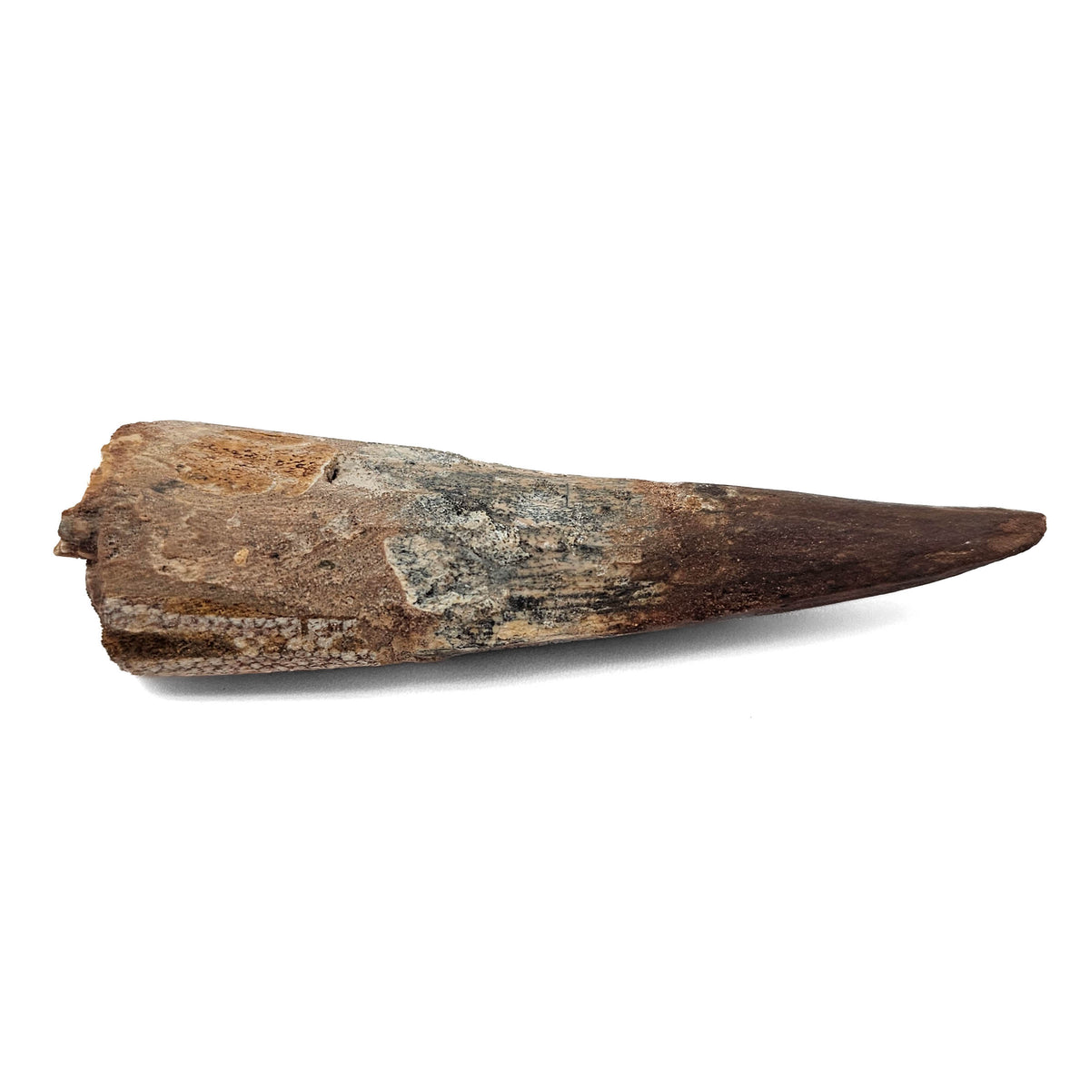 Spinosaurus Tooth fossil specimen from Kem Kem Beds, Sahara Desert, Morocco.