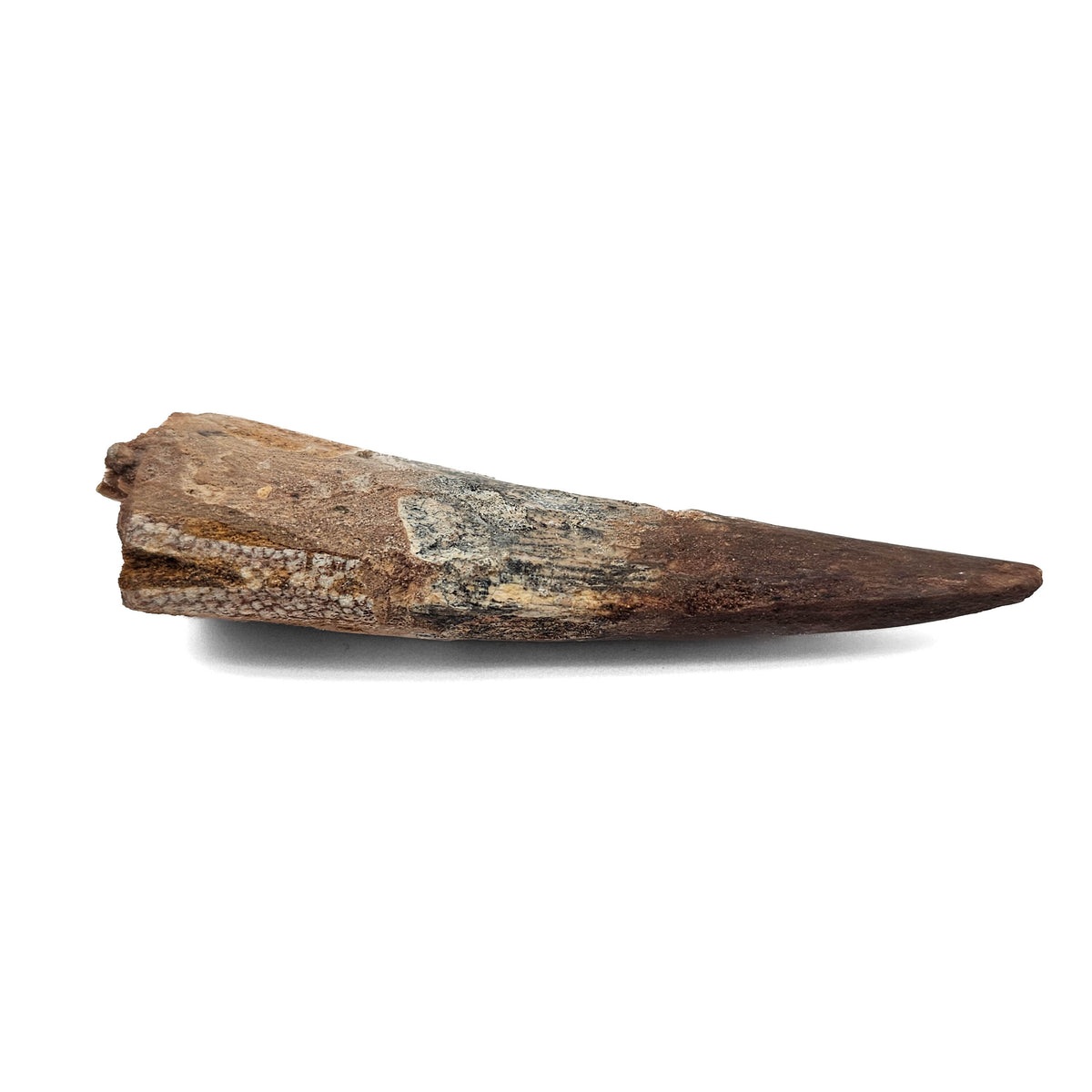 Spinosaurus Tooth fossil specimen from Kem Kem Beds, Sahara Desert, Morocco.