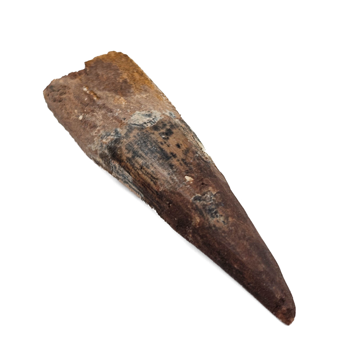 Spinosaurus Tooth fossil specimen from Kem Kem Beds, Sahara Desert, Morocco.