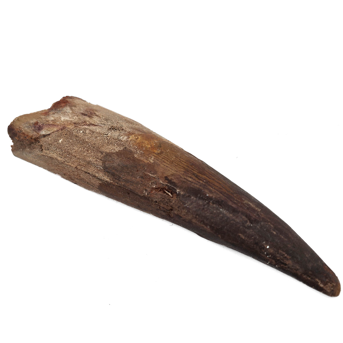Spinosaurus Tooth fossil specimen from Kem Kem Beds, Sahara Desert, Morocco.