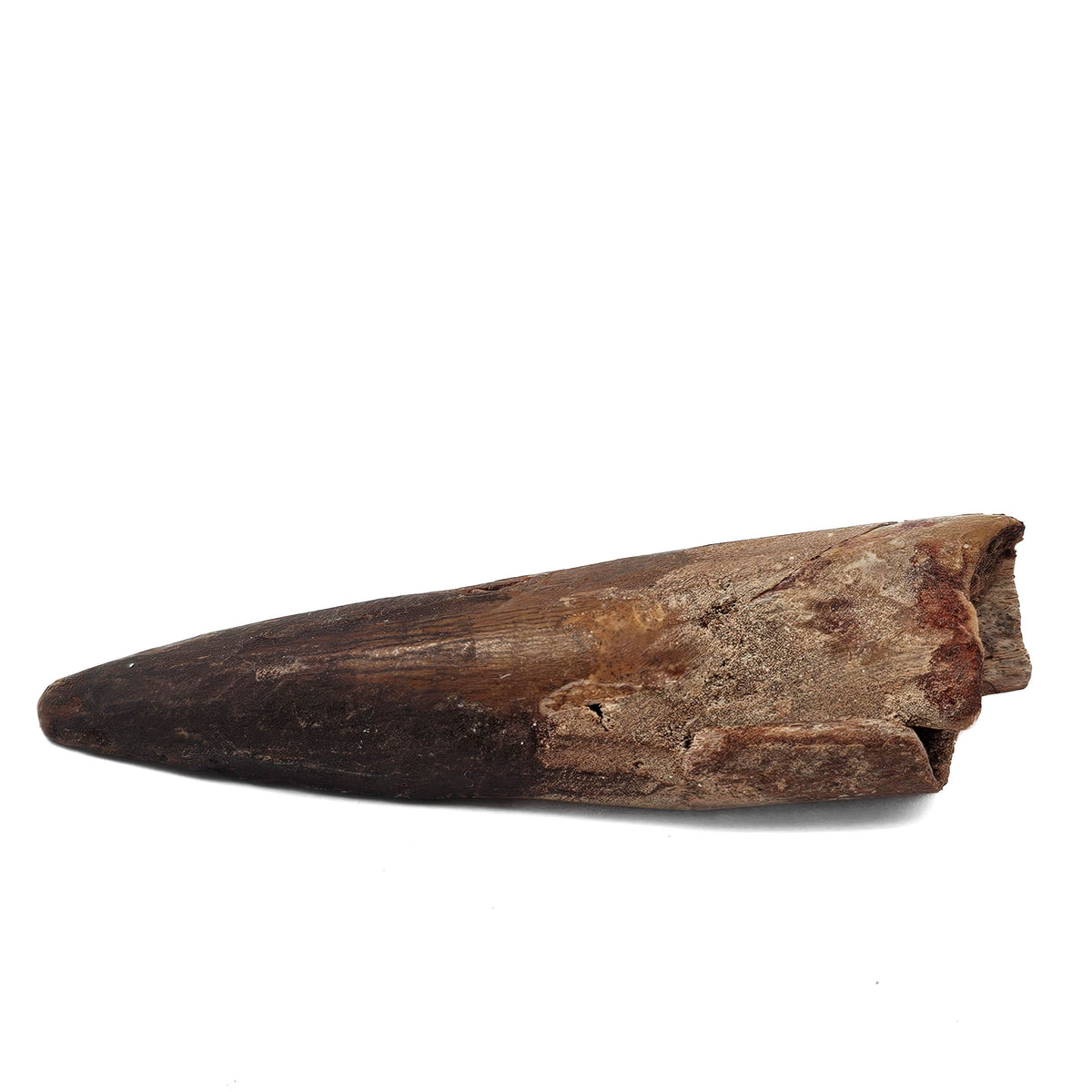 Spinosaurus Tooth fossil specimen from Kem Kem Beds, Sahara Desert, Morocco.