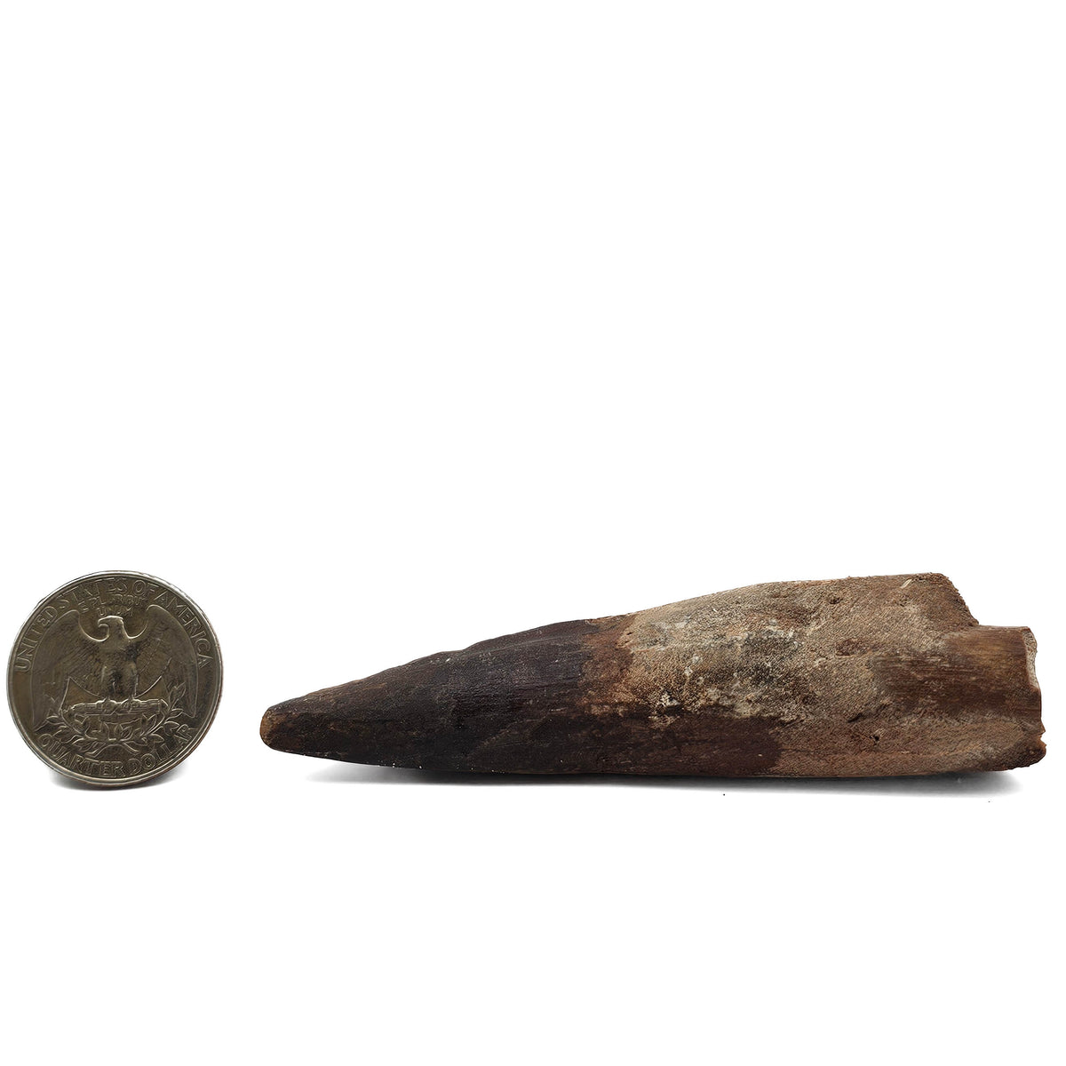 Spinosaurus Tooth fossil specimen from Kem Kem Beds, Sahara Desert, Morocco.
