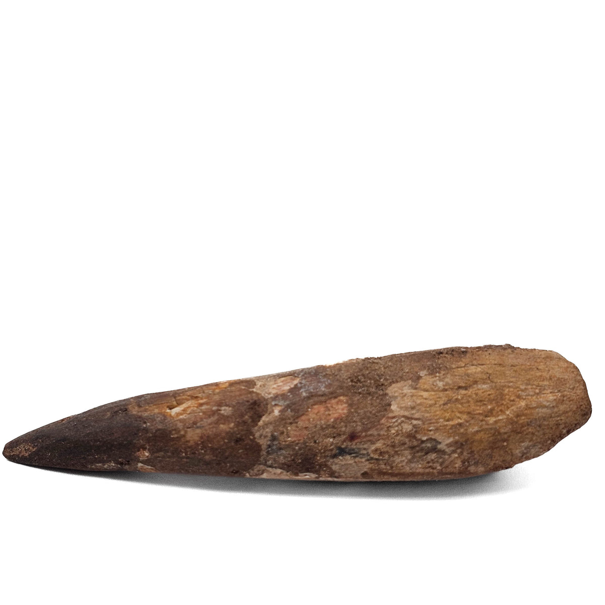 Spinosaurus Tooth fossil specimen from Kem Kem Beds, Sahara Desert, Morocco.