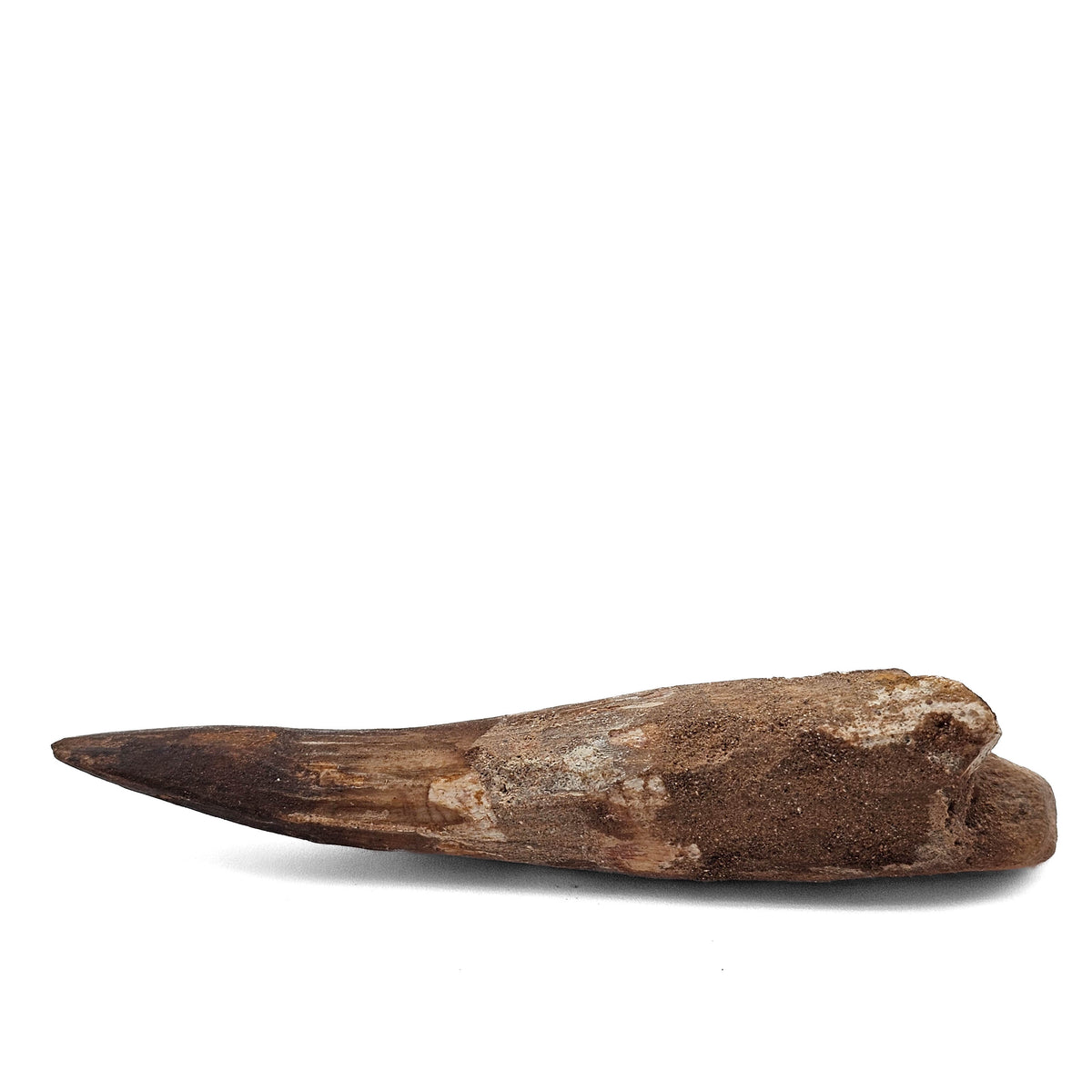 Spinosaurus Tooth fossil specimen from Kem Kem Beds, Sahara Desert, Morocco.