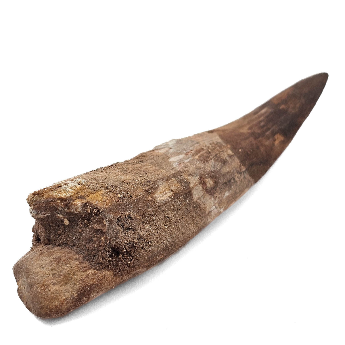 Spinosaurus Tooth fossil specimen from Kem Kem Beds, Sahara Desert, Morocco.