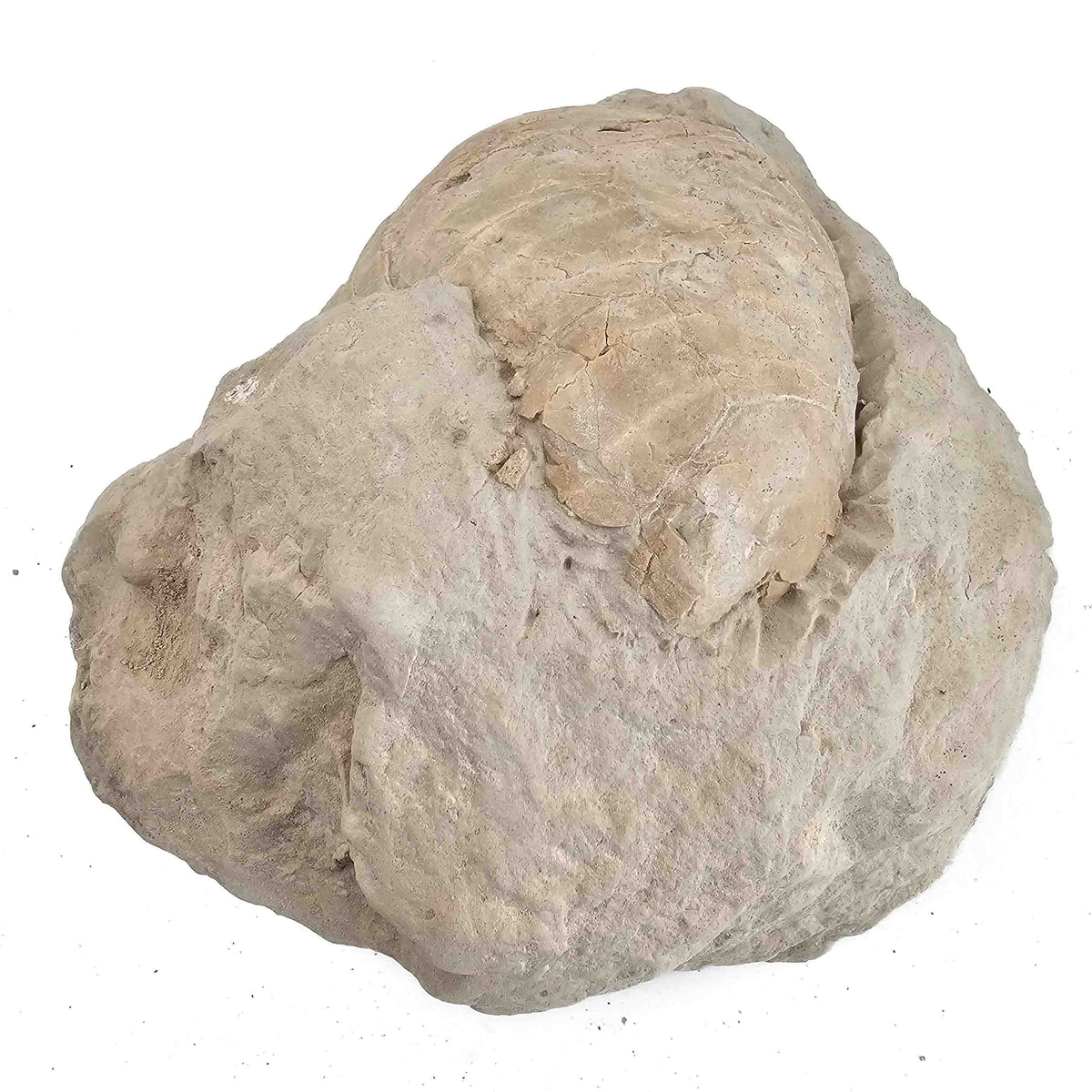 Tortoise (unworked) fossil specimen.
