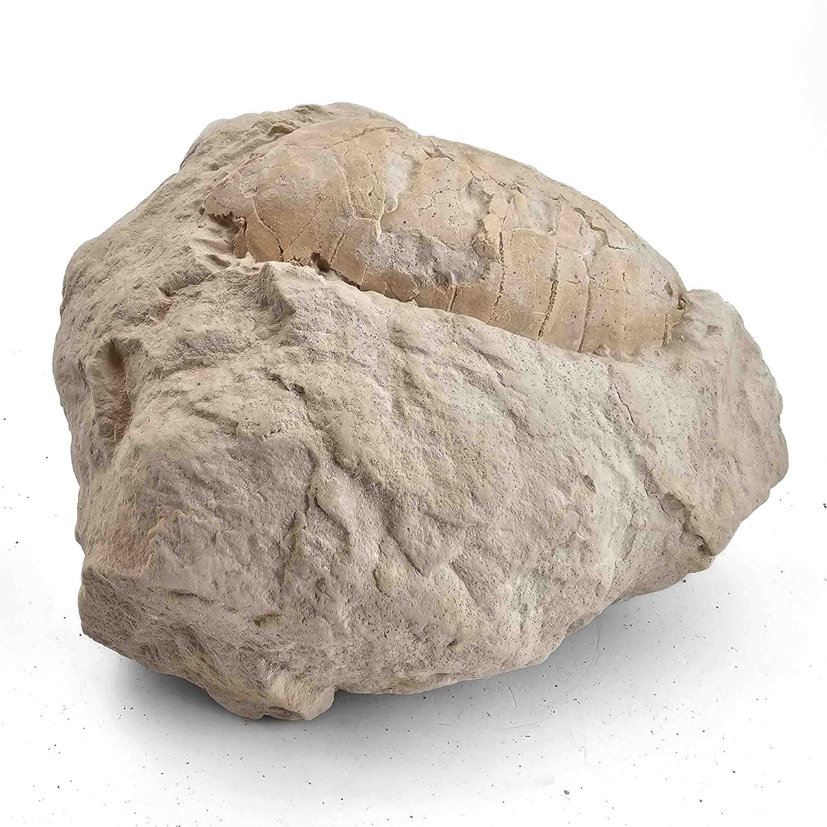 Tortoise (unworked) fossil specimen.