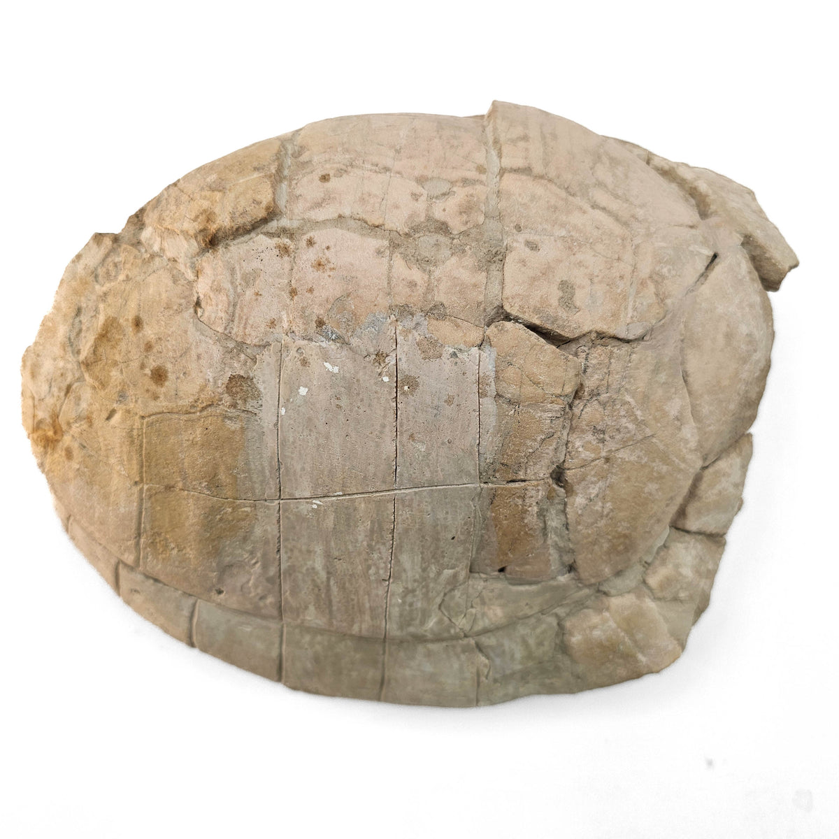 Turtle fossil specimen.