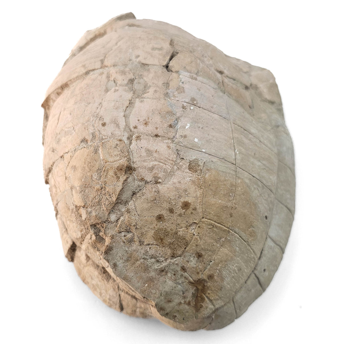 Turtle fossil specimen.
