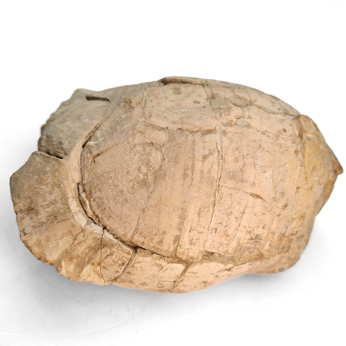 Turtle fossil specimen.