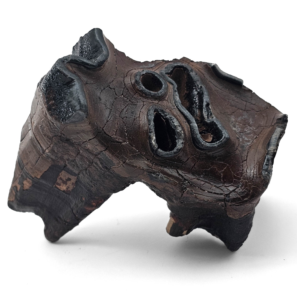 Woolly Rhino Tooth - Fossil Specimen
