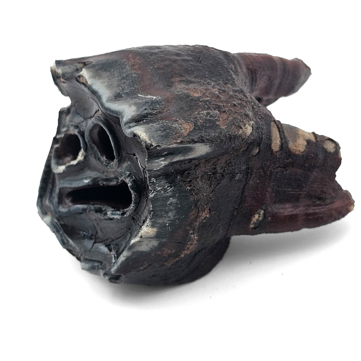 Woolly Rhino Tooth - Fossil Specimen