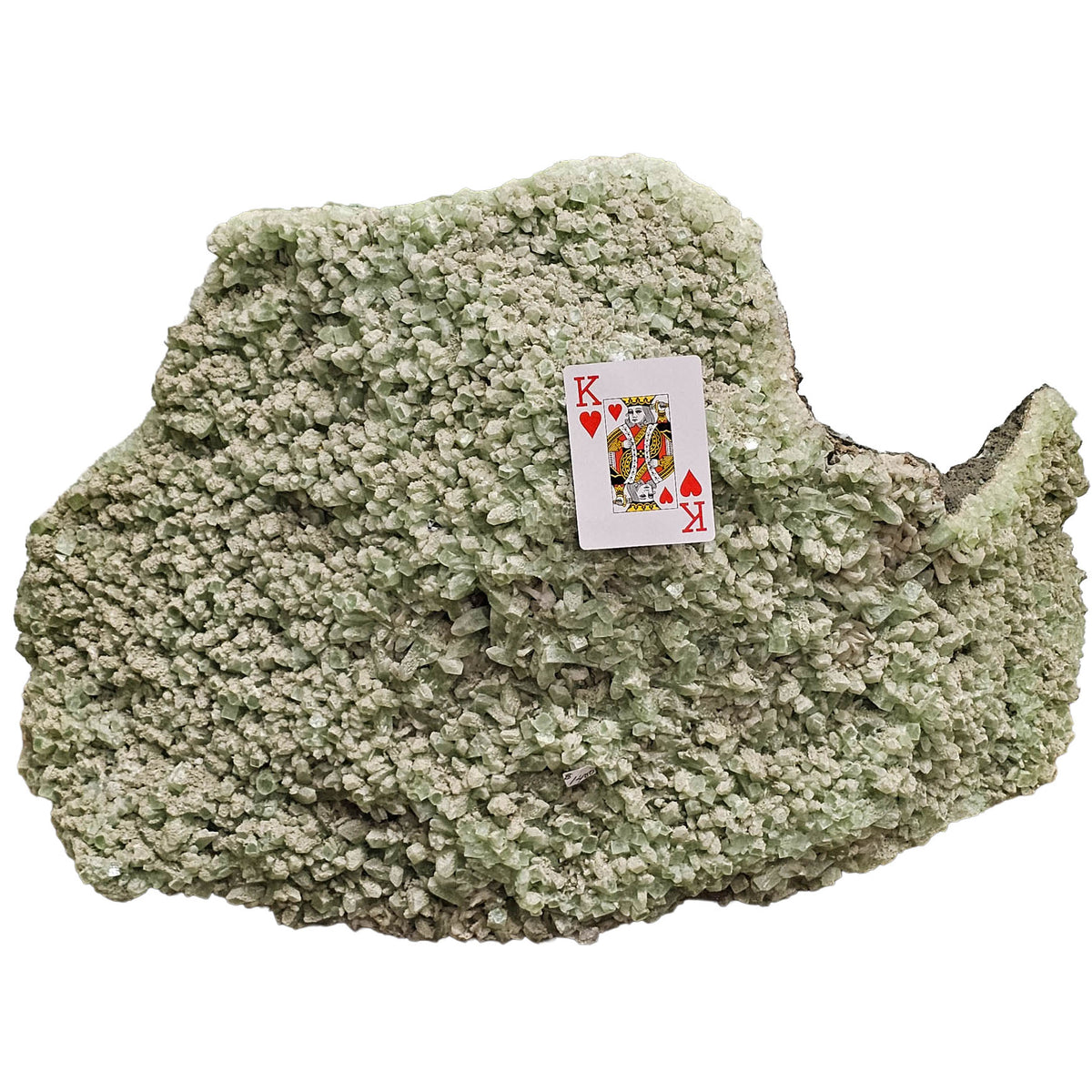 Green apophyllite crystal plate from Maharashtra, India – with a playing card for scale on a white background